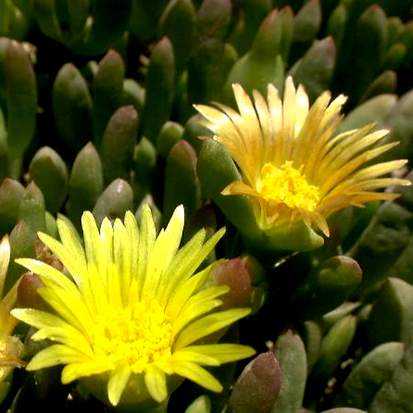 Malephora verruculoides