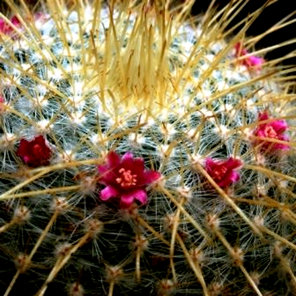 Mammillaria celsiana
