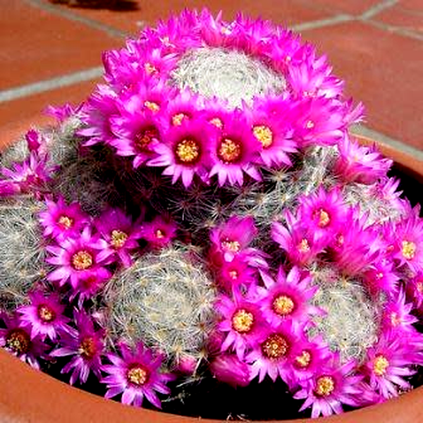 Mammillaria elegans