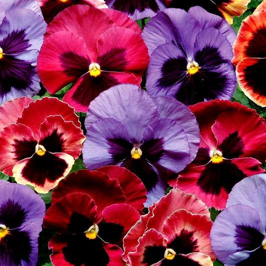 Matrix® Coastal Sunrise Mix Pansy Seeds