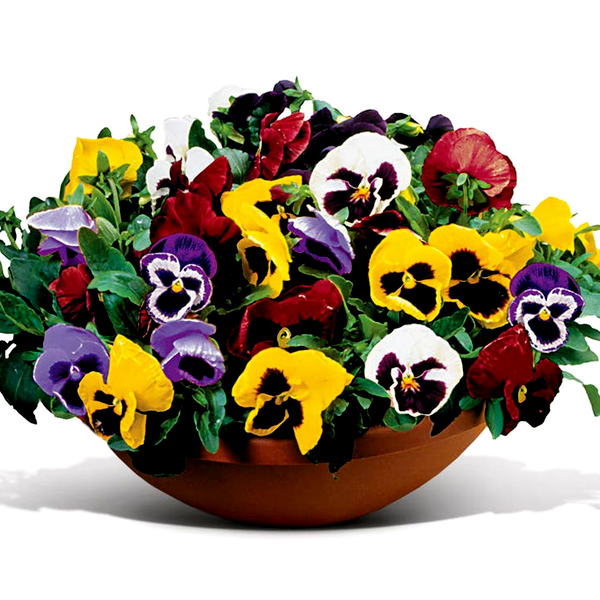 Matrix® Full Mix Hybrid Pansy Seeds