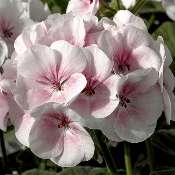 Maverick™ Appleblossom Hybrid Geranium Seeds