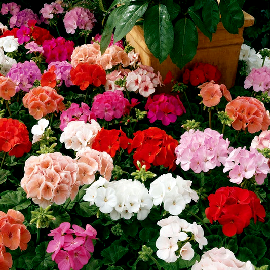 Maverick™ Mix Geranium Seeds