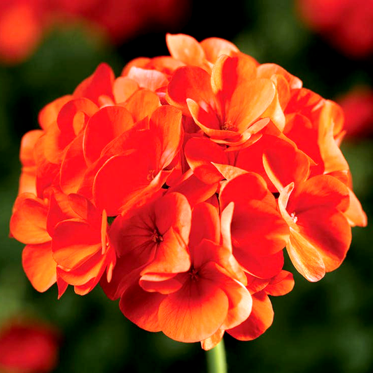 Maverick™ Orange Geranium Seeds