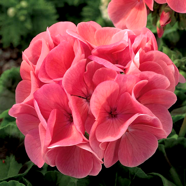 Maverick™ Salmon Hybrid Geranium Seeds