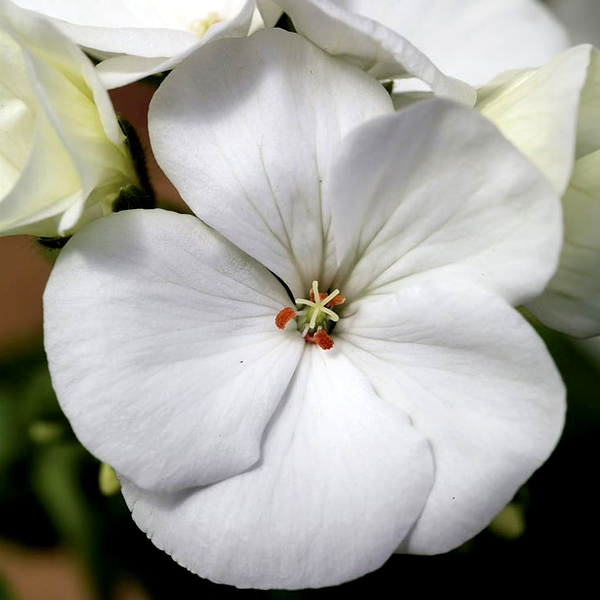 Maverick™ White Hybrid Geranium Seeds