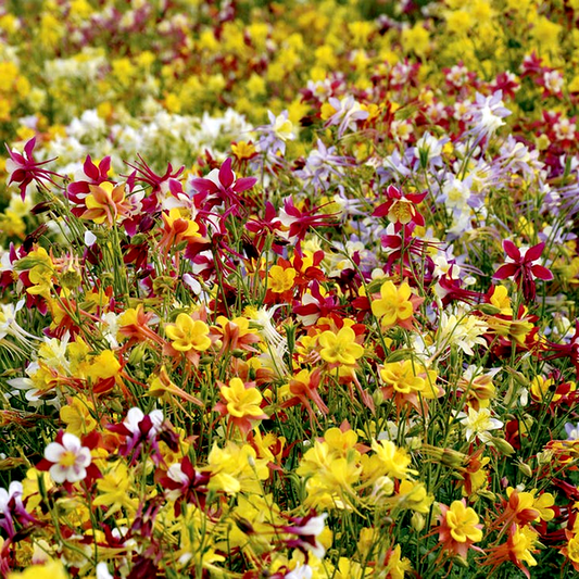 McKana Giants Mixed' Columbine Seeds