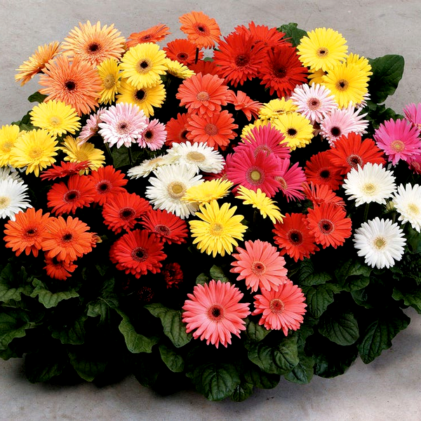 Mega Revolution™ Select Mix Gerbera Daisy Seeds