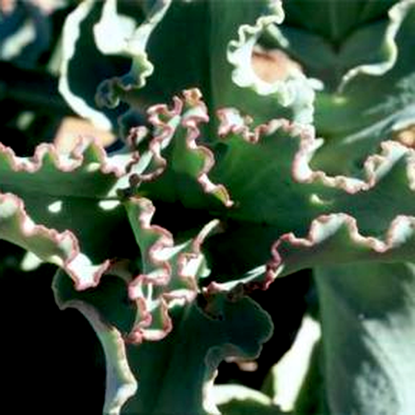 Mesembryanthemum barklyi