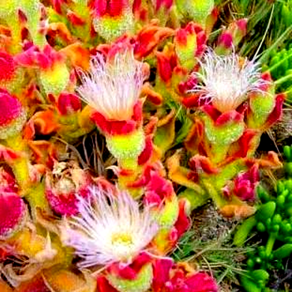 Mesembryanthemum crystallinum