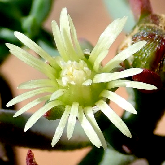 Mesembryanthemum granulicaule