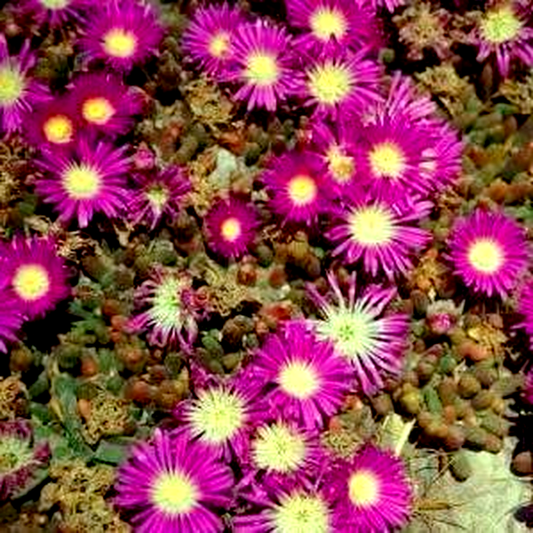 Mesembryanthemum nodiflorum