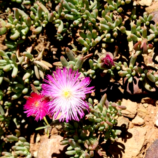 Mesembryanthemum splendens