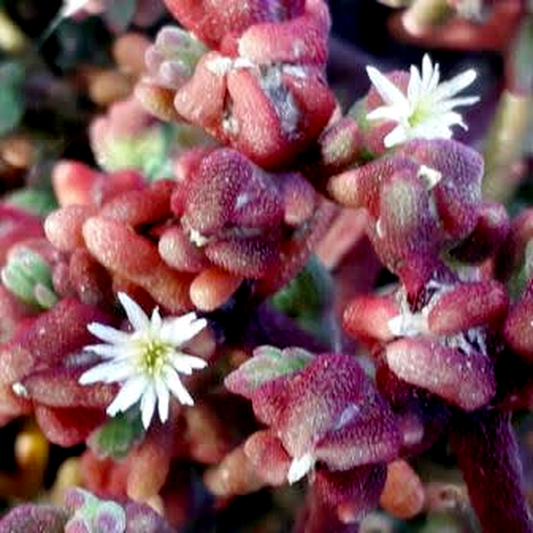 Mesembryanthemum tetragonum