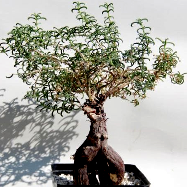 Mestoklema arboriforme