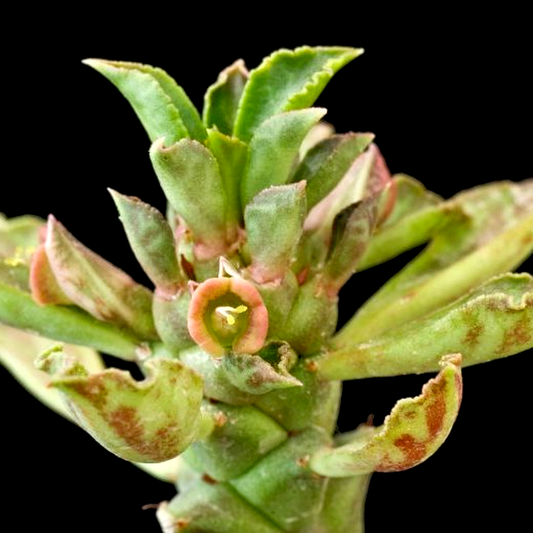 Monadenium guentheri