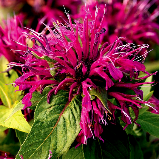 Monarda Balmy™ Purple Bee Balm