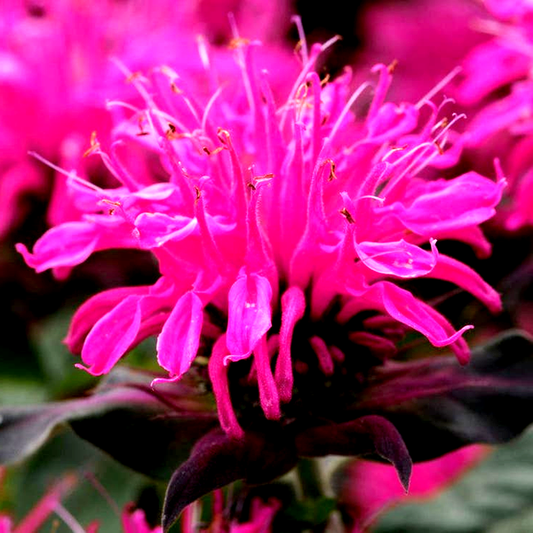Monarda Balmy™ Rose