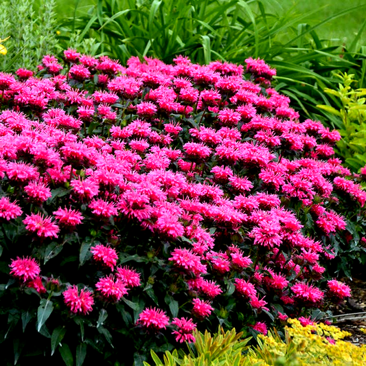 Monarda Sugar Buzz® 'Bubblegum Blast' Bee Balm