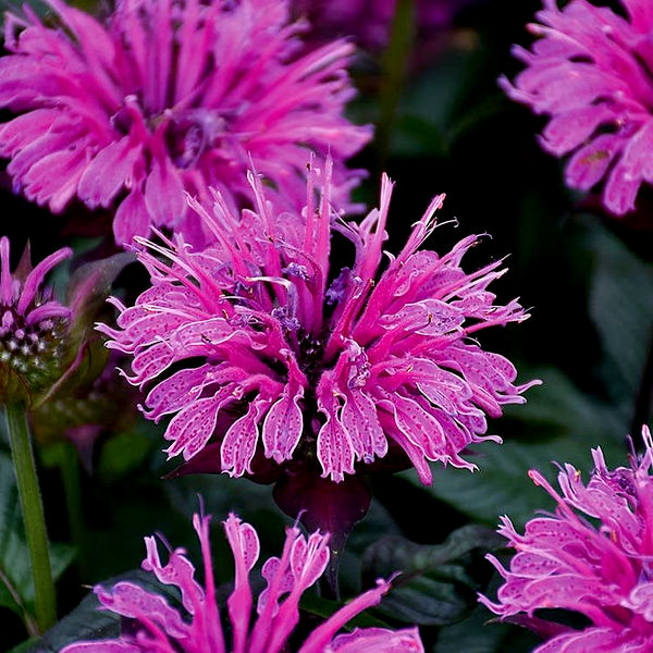 Monarda Upscale™ 'Lavender Taffeta' Bee Balm