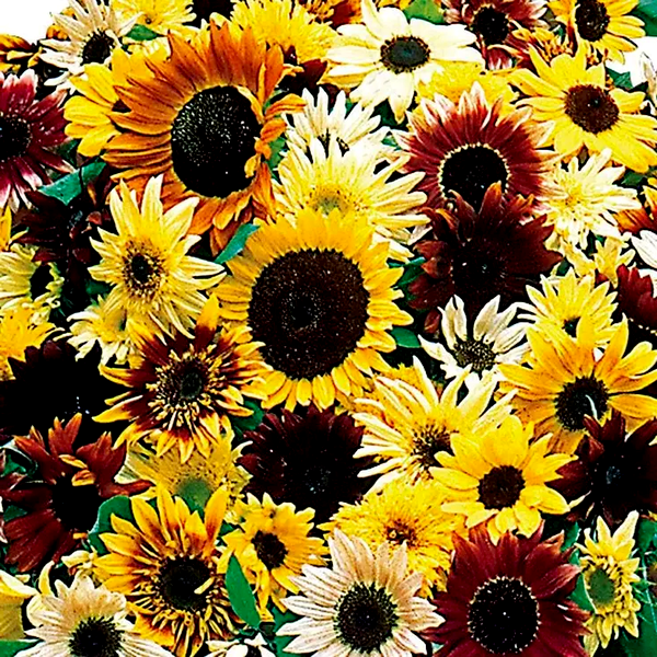 Monet's Palette Mix Hybrid F1 Sunflower Seeds