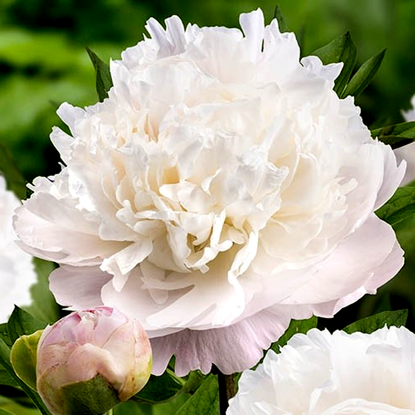 Moon over Barrington