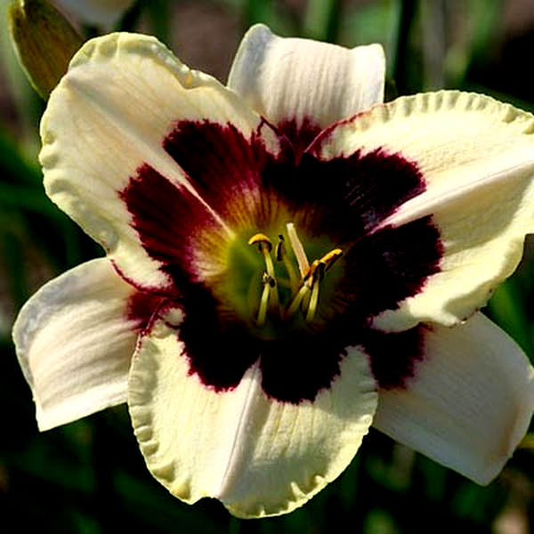 Moonlight Masquerade