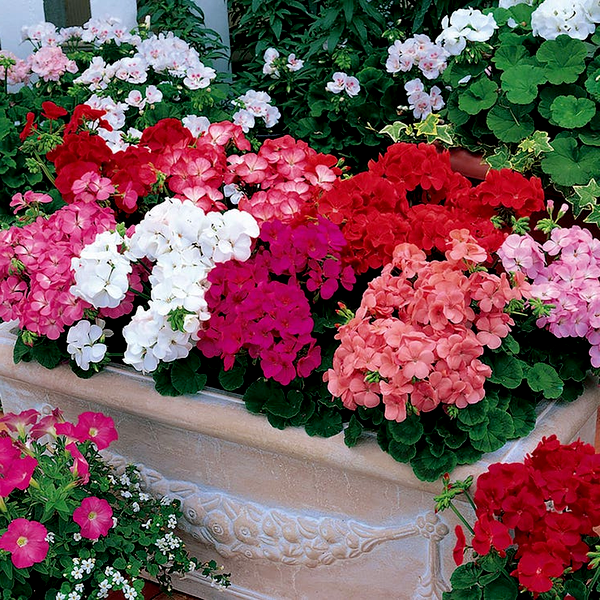 Multibloom™ Mix Hybrid Geranium Seeds
