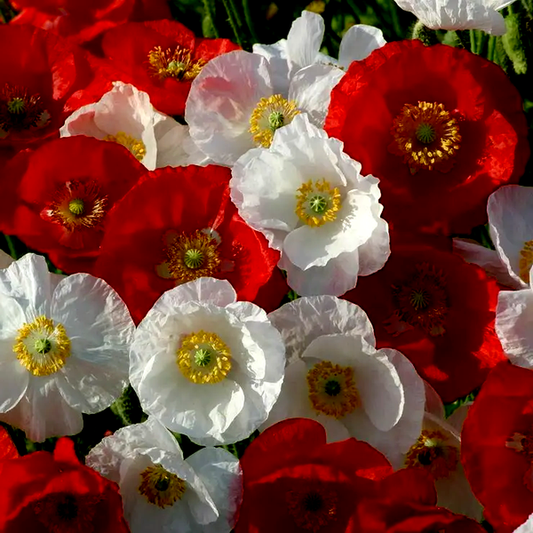 National Mix' Poppy Seeds