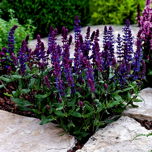 New Dimension™ Blue Salvia Seeds