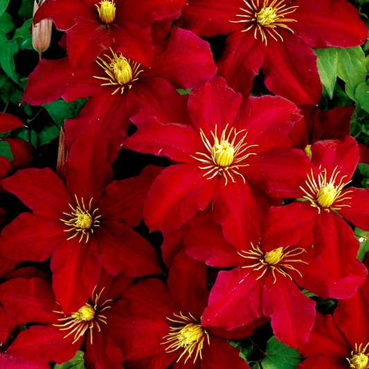 Niobe Clematis