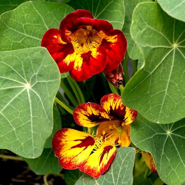 Orchid Flame' Nasturtium Seeds
