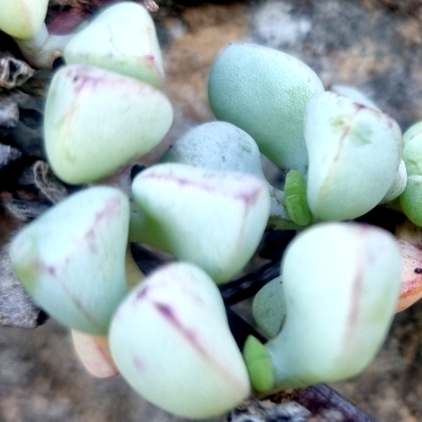 Oscularia piquetbergensis