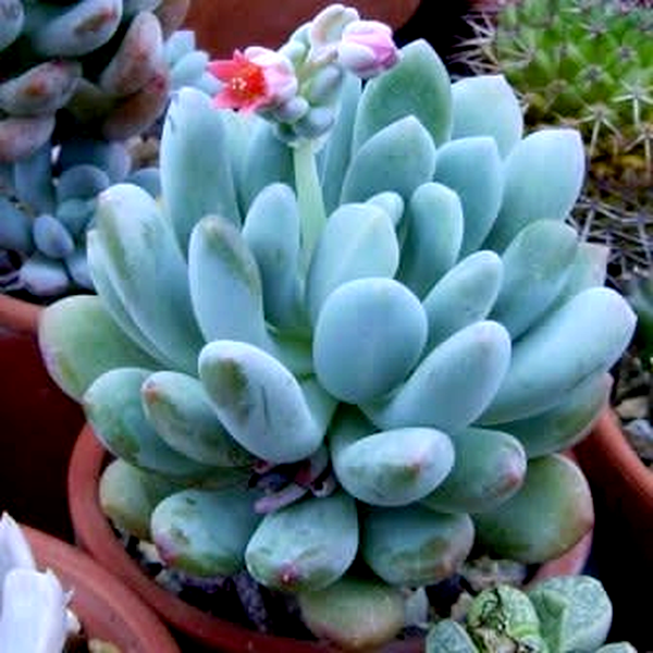 Pachyphytum clavifolia