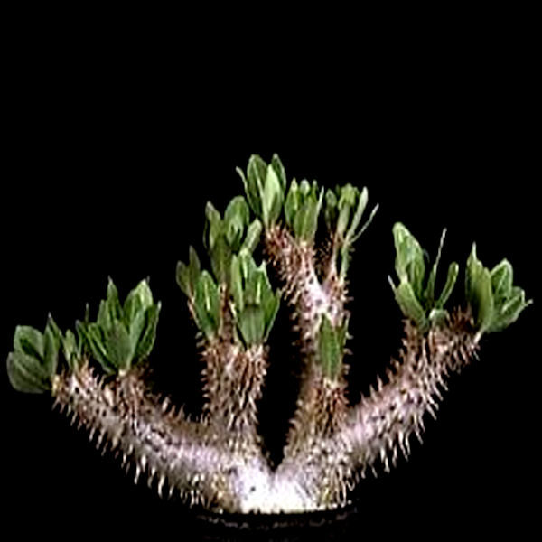 Pachypodium horombense