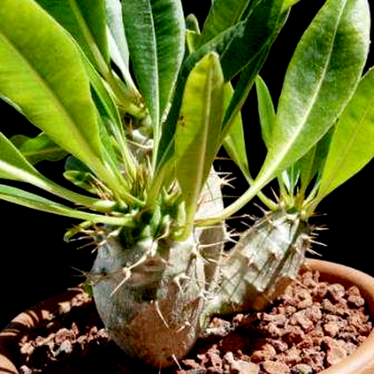 Pachypodium lamerei var. ramosum