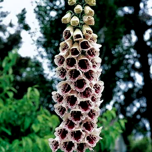 Pam's Choice Foxglove Seeds
