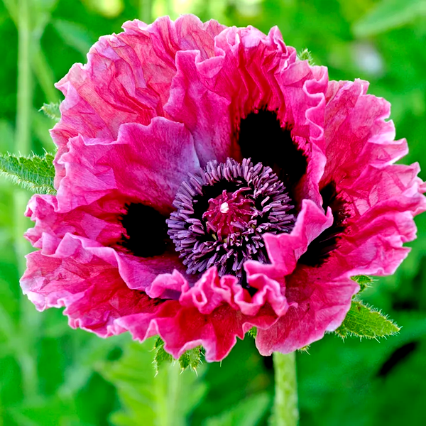Papaver 'Central Park' Poppy Bulb