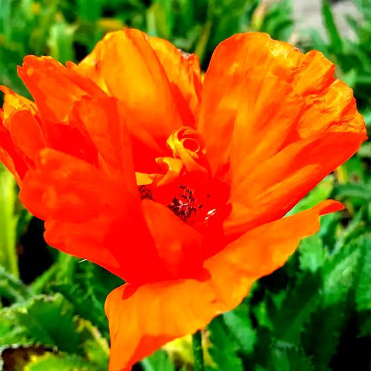 Papaver 'Harvest Moon' Poppy