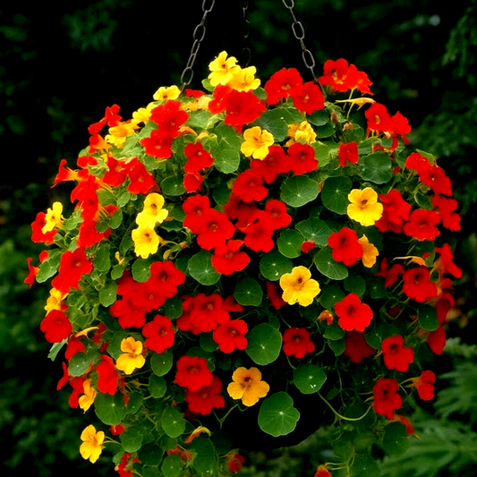 Fragrant Giants Nasturtium Seeds