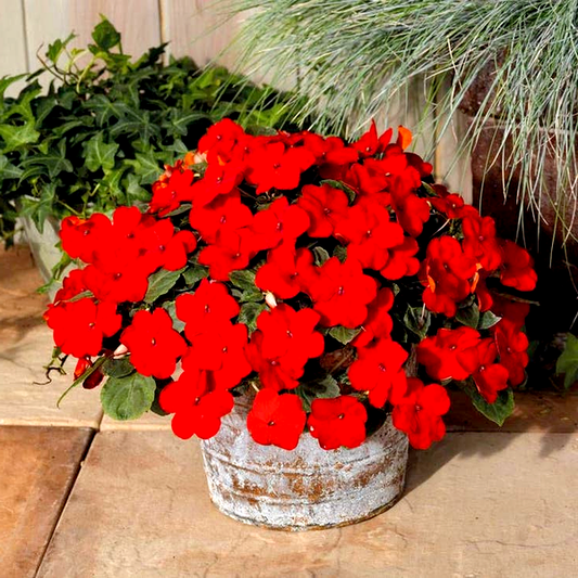 Shady Lady II Cherry Red Hybrid Impatiens Seeds
