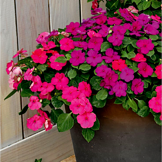 Shady Lady II Glow Girl Hybrid Impatiens Seeds
