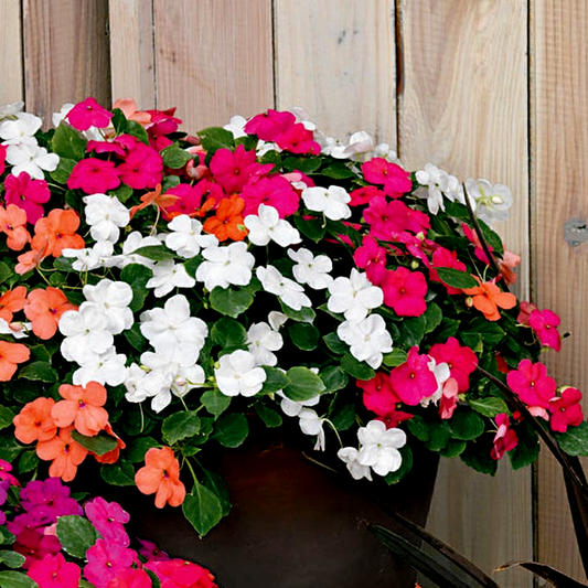 Shady Lady II Mix Hybrid Impatiens Seeds