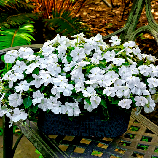 Park Seed Shady Lady II White Hybrid Impatiens Seeds