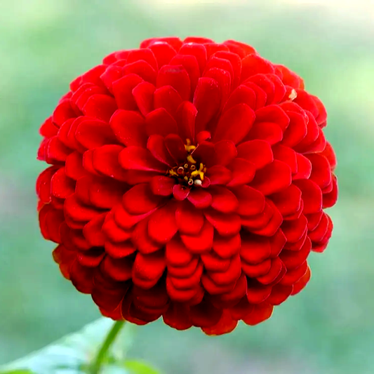 Picks Deep Red Zinnia Seeds