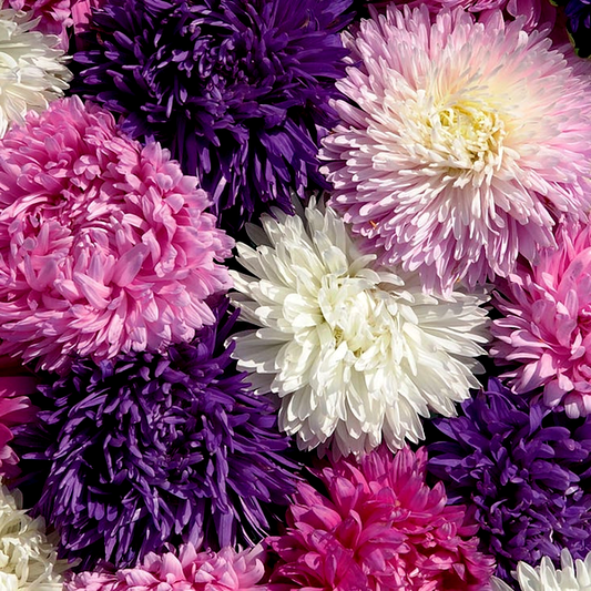 Picks Mix Aster Seeds