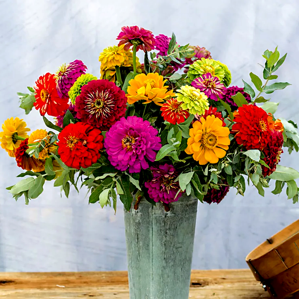 Picks Zinnia Seed Collection