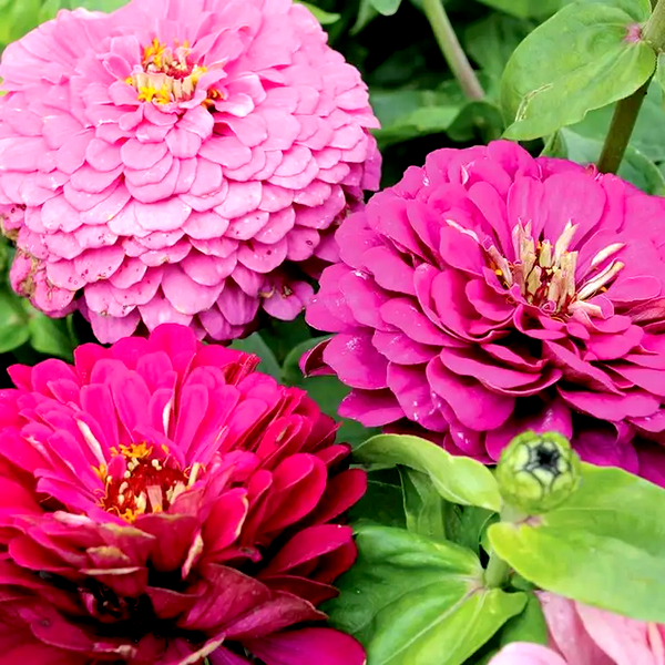 Siesta Mix Zinnia Seeds