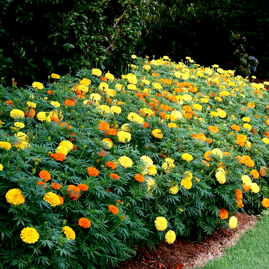 Whopper Mix Marigold Seeds