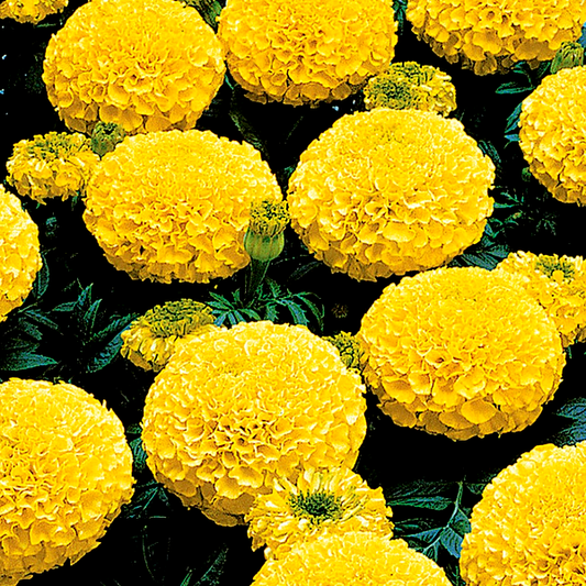 Whopper Yellow Marigold Seeds
